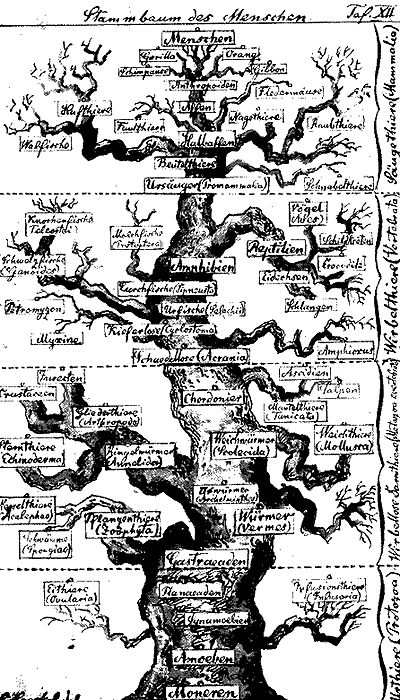 Lebensbaum von Haeckel